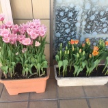 『市販の頭痛薬を一気に学べるサイト』の画像