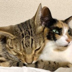 ベンガル猫BenelliとアビシニアンBenjaminと三毛猫Calicoと家族の記録