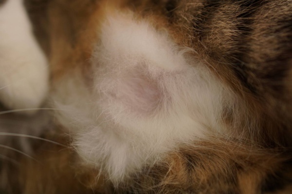 ねことアパートと1人暮らし~とらやんとおらと~ - 膀胱炎の療法食