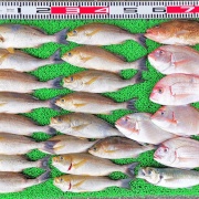2025年7月6日　釣果