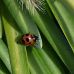 ピンちゃんのママのブログ