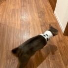 わか坊、ネックカラーの練習をする