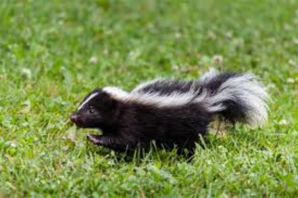 にゃんにゃんの子守唄