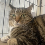 『【里親募集中】日本猫のちびくん』の画像