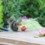 人魚がドレスに着替えたら