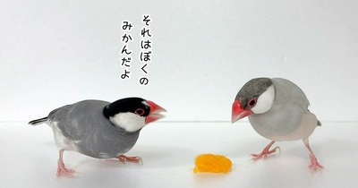 みかんを半分こに