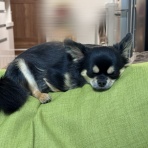 日々のくらし手帖