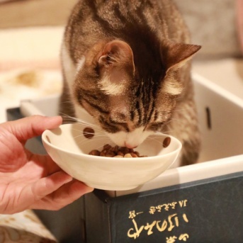 猫と桃箱。