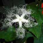 ミニ盆栽と山野草