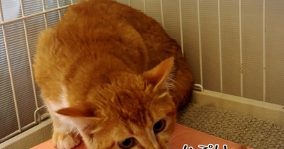 ちゅーる食らわば指まで