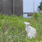 猫写真家・沖 昌之のブログ　野良ねこちゃんねる。　