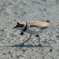 2026年5月16日の野鳥公園