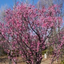 羽根木公園「梅林」　～令和徒然紀行～