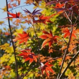 『安行　２０１５．１１．１』の画像