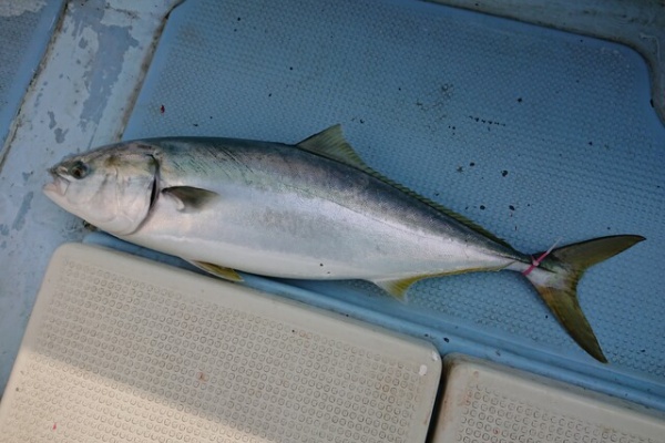電柱オヤジの気まぐれ釣りブログ 寒ブリ