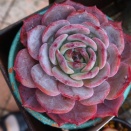 ホライズン・・・今年の見事な紅葉