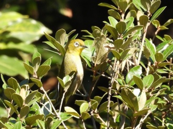 2025年11月3日の野鳥公園