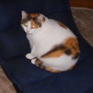 猫に小判を与えたら。 埋蔵金：千七百九拾伍両　結局ぅ閉め出しかなぁ？