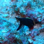 小笠原の海情報～今日のエスコート～