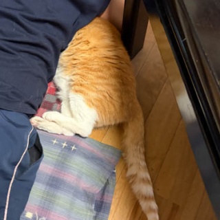 馬とニャンコと男と女