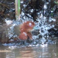 野鳥ヒクイナの水浴び＆羽繕いを撮る🐦（多々良沼公園）