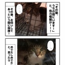 迷子猫騒動・・・
