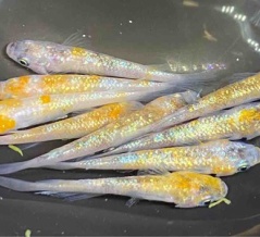 メダカ・金魚入舎情報‼️