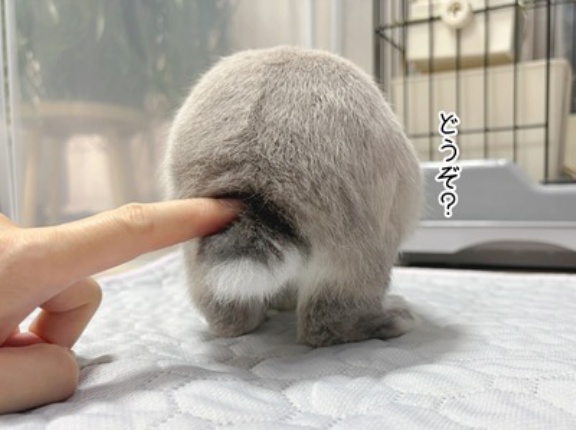 うさぎのルリ(9/25追記)