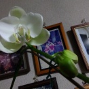 胡蝶蘭が咲いた