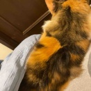 尊い･:*+.\(( °ω° ))/.:+