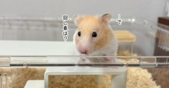 今日のプリンとうさぎのルリ(8/23追記)