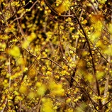 『2026.3 ㊗満開【神代梅の里公園】(C) / 岡山県津山市神代』の画像