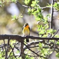 美しき野鳥…キビタキ