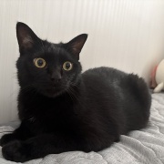 めずらしい猫パンチ
