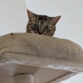キャットタワーの一番上で　せいちゃん