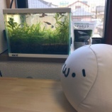 『じょんのアクアリウム( ´•௰•`)シンプルな水草水槽。』の画像
