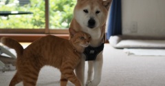 すりすり…