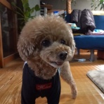 黒ぽめ！あんことおはぎとだんごちゃん