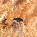 2026年1月10日の野鳥公園