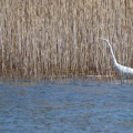 令和6(2024)年3月31日の鳥さん Vol.1　谷津干潟で野鳥の観察･撮影 水鳥多し!!カモはハシビロガモばかり!!桜の花の蜜を吸うメジロも現る!!