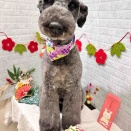 1/9  トリミングに来てくれた子達