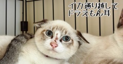 仲良くなろう。名前を覚えよう。そして耳角度とお出掛け