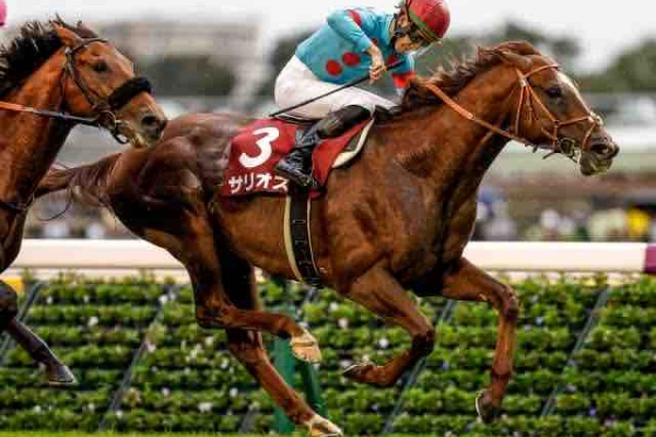 新入一口馬主の活動履歴