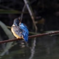 今季初のカワセミ（Pentax KF）