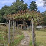 佐倉草ぶえの丘バラ園 ボランティア日誌