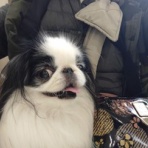 両国ずんだぱんだ物語