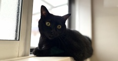 【猫写真】お互いが気になる猫たち
