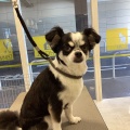 トリミングブログ🐕