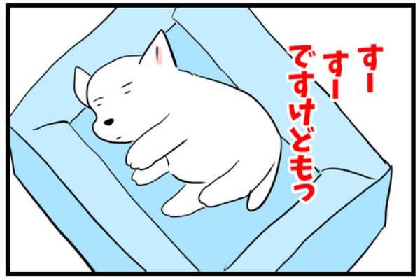 ちーちゃんっ🐾 - 犬あるある