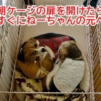 ガオだらけな日々　